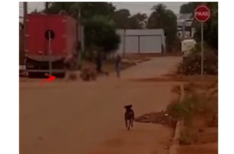 Falso policial apanha na rua após não pagar diárias de hotel em MT; vídeo mostra confusão com até cachorros