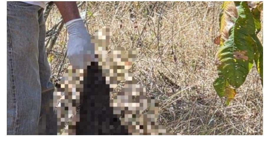 Ossada e bolsa de mulher desaparecida são localizados em Alto Boa Vista/MT
