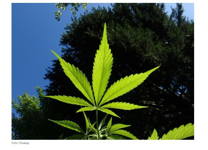 Planta proporciona 11 vezes mais rentabilidade que a soja, aponta estudo