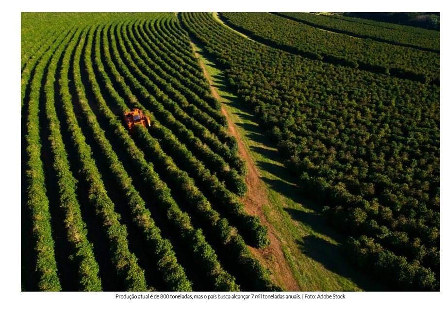 Arábia Saudita quer aumentar em 10 vezes sua produção de café