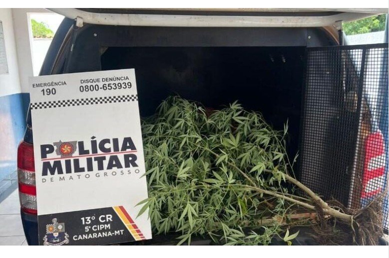 Mulher é presa após divulgar cultivo de maconha nas redes sociais em cidade de MT