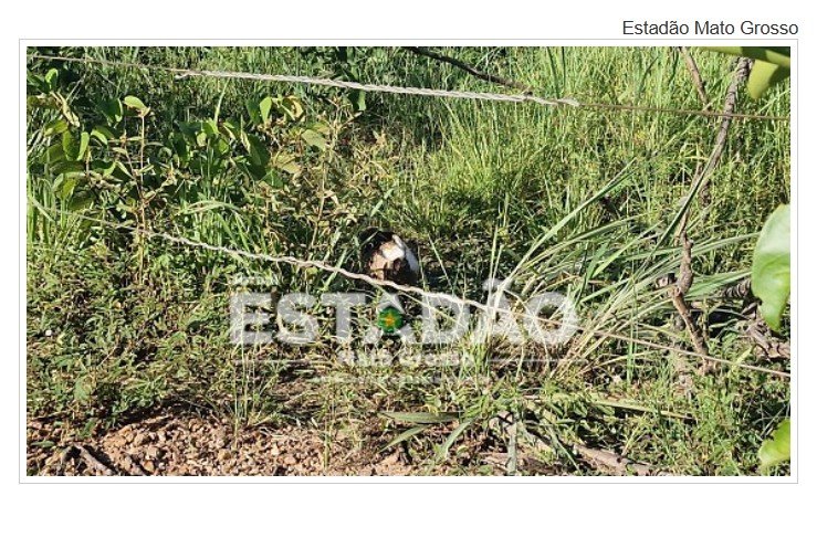 Corpo decapitado é encontrado em matagal na capital