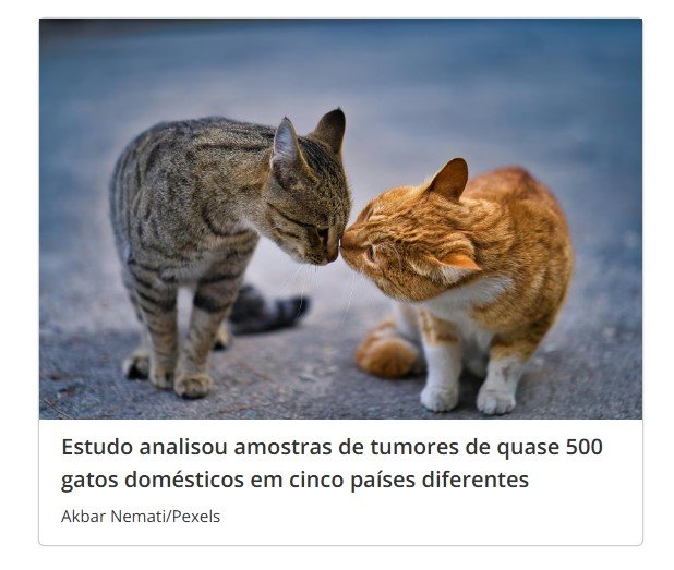 Como gatos domésticos estão ajudando cientistas a entender o câncer em humanos