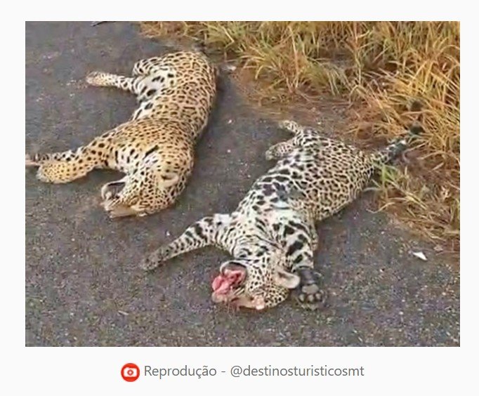 Onças são atropeladas e mortas em rodovia entre Sorriso e Tapurah