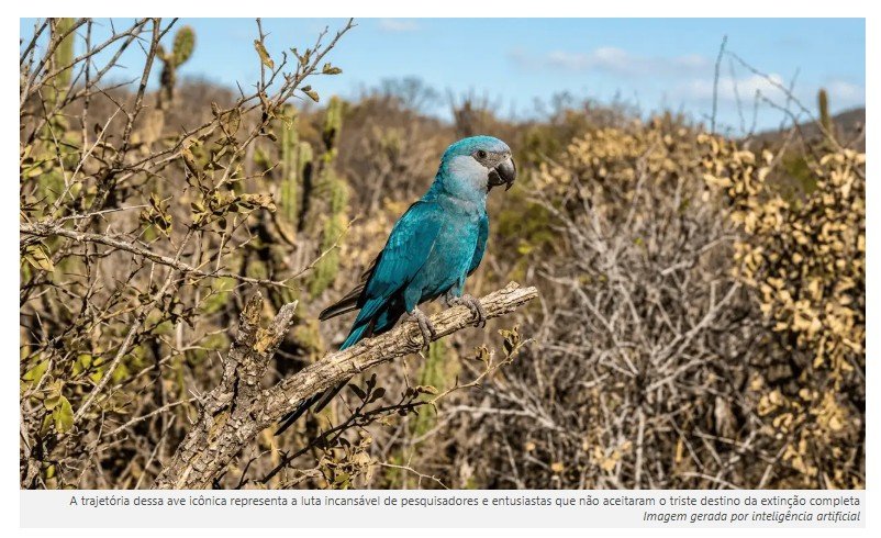 A Ararinha-azul considerada extinta dos quintais por 30 anos agora está voltando para as varandas porque o plantio de árvores nativas recuperou o seu habitat