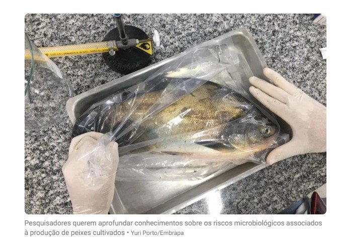 Salmonella é detectada em 88% dos viveiros de peixes do Centro-Oeste