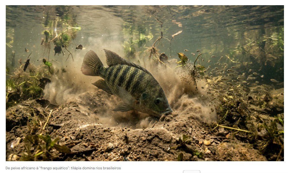 O peixe africano que acabou com 80% dos peixes nativos do Brasil