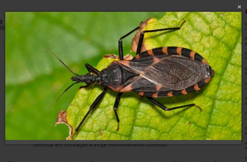 Após 15 casos, Várzea Grande emite alerta sobre Doença de Chagas
