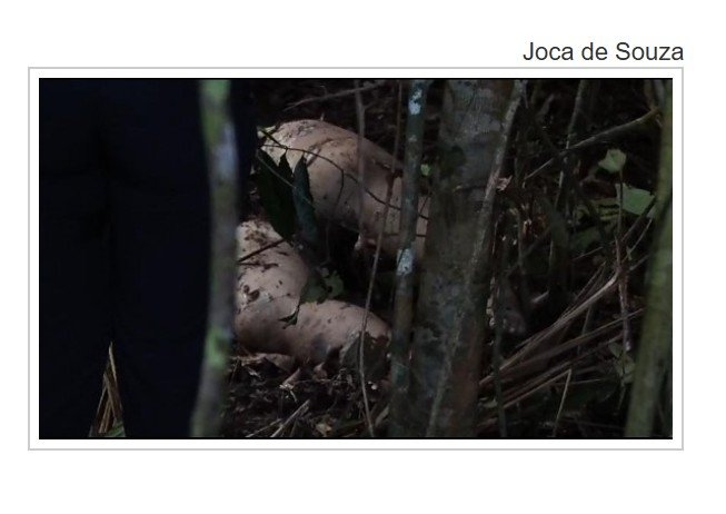 Vídeos: Mulher é encontrada em Sinop com os pés e mãos amarrados em área de desova