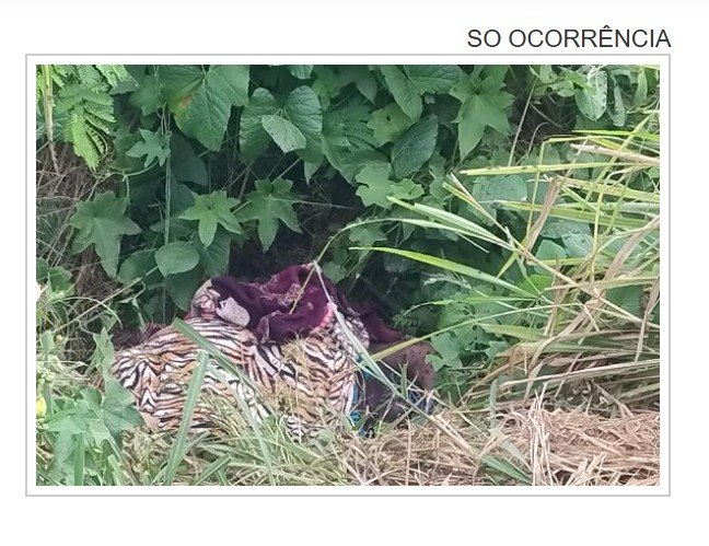 Vídeo: Mulher é encontrada morta e enrolada em cobertor às margens da MT-343