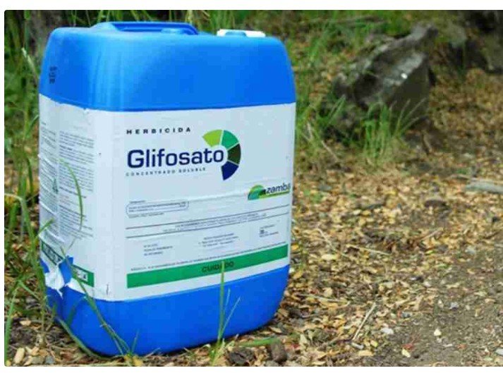Ministério Público do Trabalho pede que Anvisa e governo federal proíbam uso do herbicida glifosato