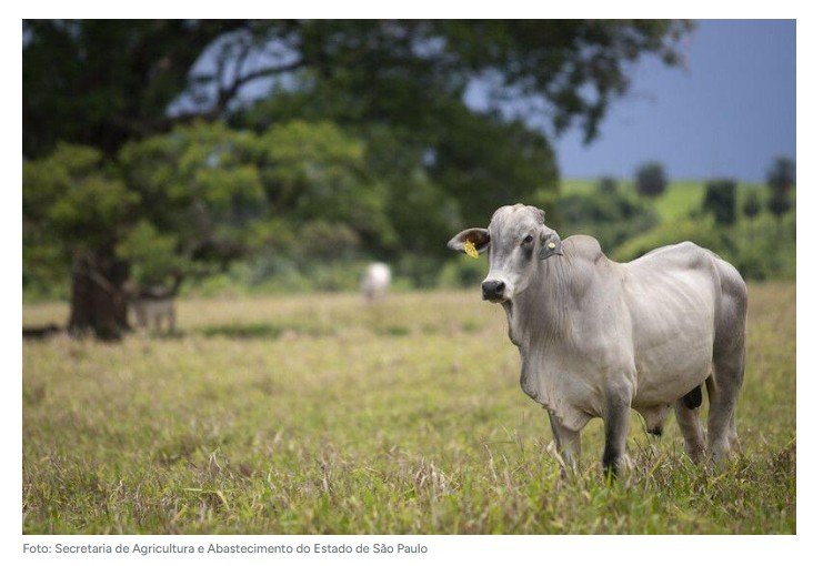 'O grande ponto que faltou foi comprovar', afirma veterinário sobre decisão da UE
