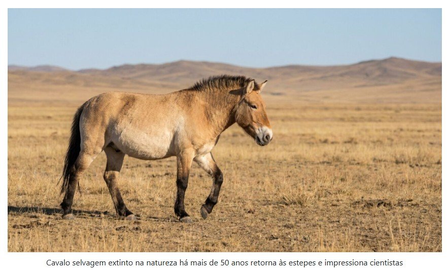 Cavalo selvagem extinto na natureza há mais de 50 anos retorna às estepes e impressiona cientistas