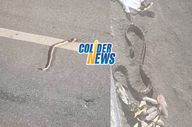 Cobra jararaca e encontrada e acaba sendo atropelada no centro de Colíder.