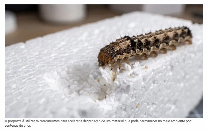 Praga ambiental que destrói lavouras pode esconder a solução para um dos maiores problemas ambientais do planeta