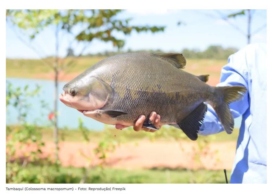 Peixe popular no Brasil entra em extinção e pode ter venda proibida