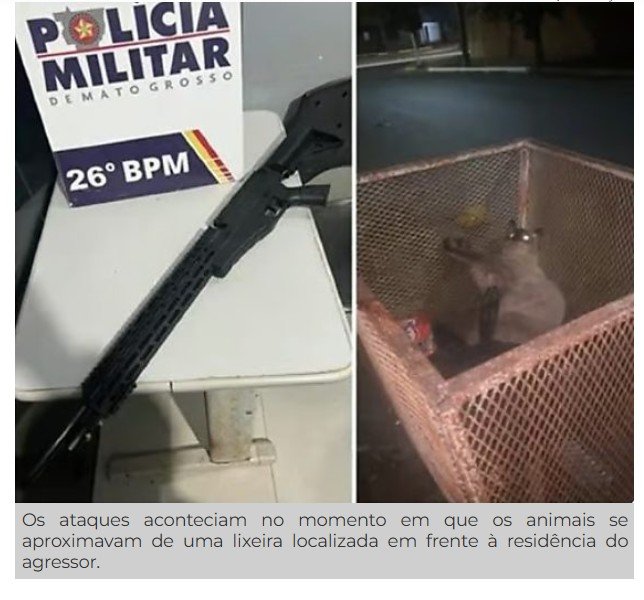 Homem 'caça' gatos com airsoft e deixa animais agonizando em lixeira em Nova Mutum; vídeo