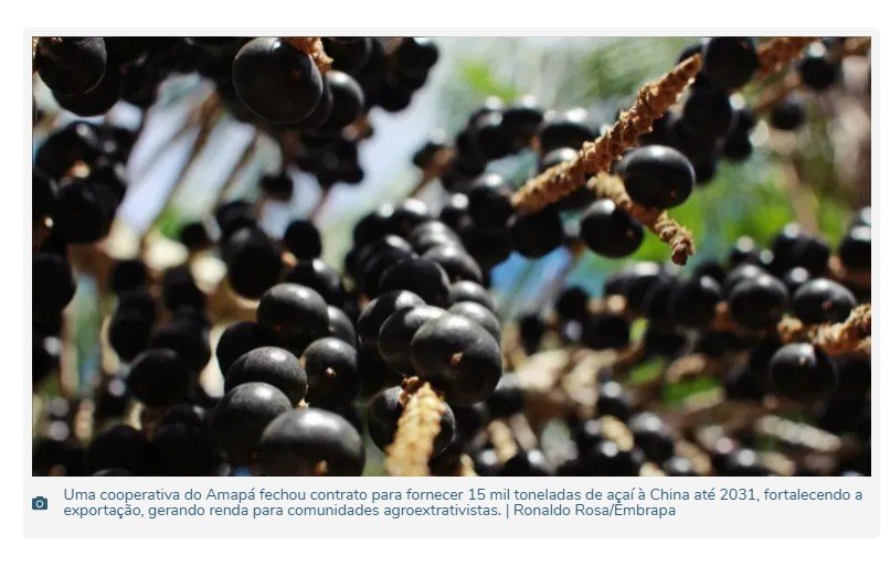 Açaí amazônico conquista mercado chinês com contrato de venda até 2031