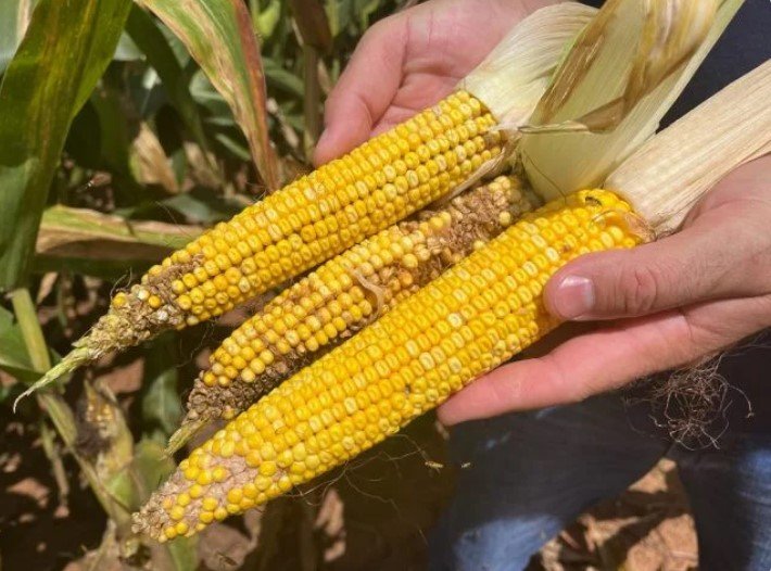 Agricultor teme perder até 50% do milho por enfezamento em MT
