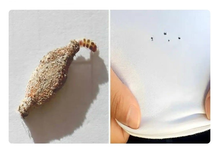 Como acabar com as traças do armário e das roupas definitivamente usando ingredientes naturais