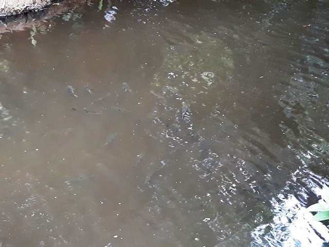 Cachoeira da Familia Colider