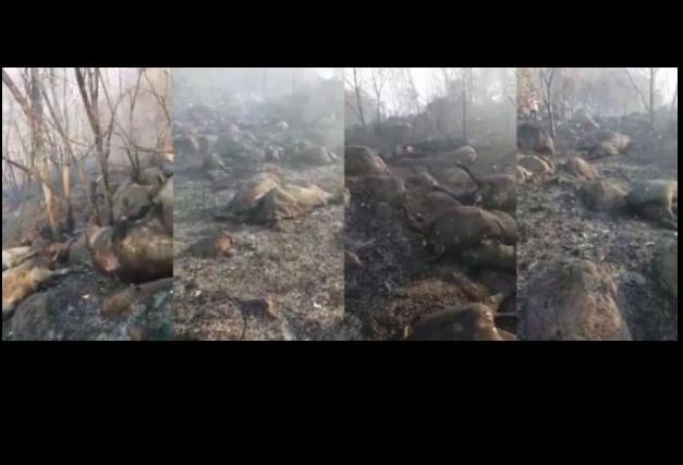 Incêndio atinge fazenda em MT e gado morre carbonizado