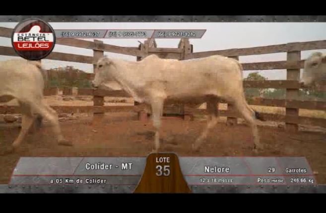 Amanha acontece o 5º Leilão da Estancia Betel Leilões com mais de 800 animais. (Vídeo)