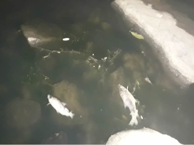 Moradores de Colíder denunciam mortandade de peixes no Rio Carapa. (Vídeo)