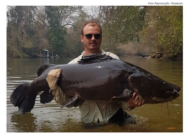 Pescador fisga jaú de aproximadamente 70 kg em rio de Mato Grosso; vídeo