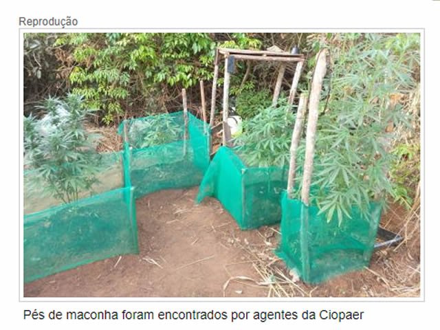 Durante sobrevoo, polícia localiza plantação de maconha em MT