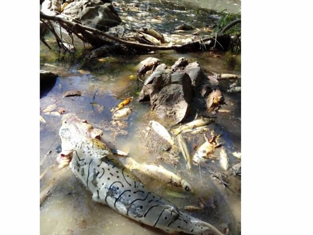PM, IBAMA, e UFMT analisa mortandade de peixes no rio Borecaia