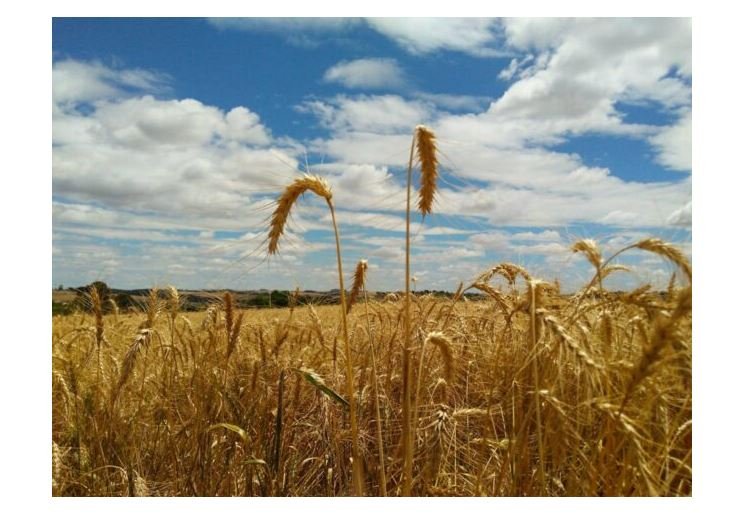 Ceará colhe trigo pela primeira vez e produtividade chama a atenção