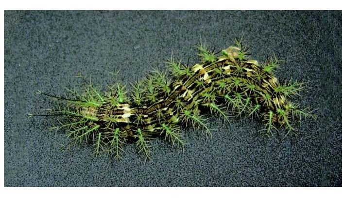 Taturana encontrada no Brasil tem veneno capaz de matar uma pessoa