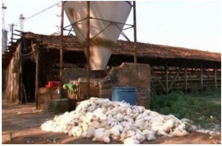Prejuízo: 30 mil galinhas morrem por causa do calor