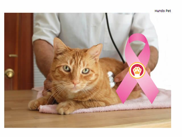 Outubro Rosa chama atenção para câncer de mama em cadelas e gatas