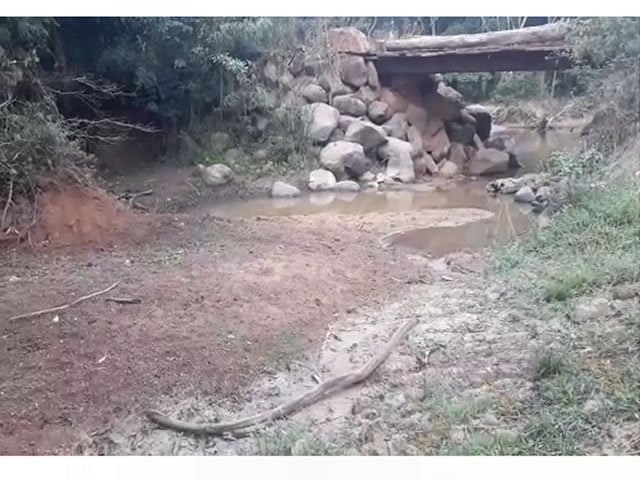 URGENTE:Peixes no Rio Carapá de Colíder continuam agonizando, e as águas das torneiras continuam fétidas. (Vídeo)
