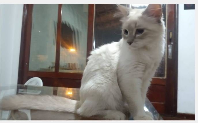 Mato Grosso registra primeiro caso de gato com Covid-19 no país