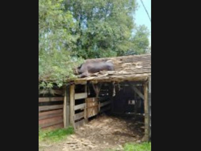 Vaca é resgatada após ficar presa em telhado
