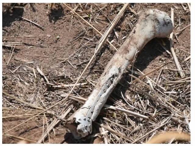 Ossada é encontrada às margens de rodovia em MT
