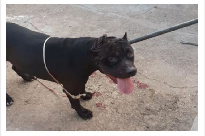 Soltos na rua, pitbulls matam cachorros e avançam contra mulher