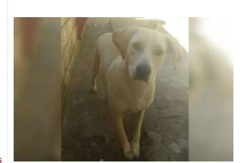 Candidato a vereador é suspeito de estuprar cadela