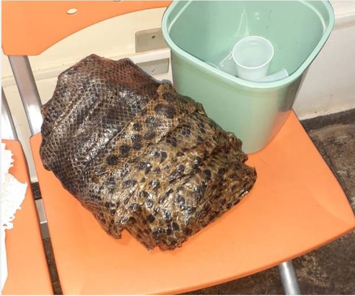 Três homens são presos com couro de sucuri, drogas e dinheiro