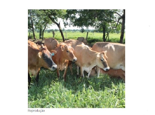 Produtor diversifica a alimentação dos bovinos e aumenta em 45% a produção de leite