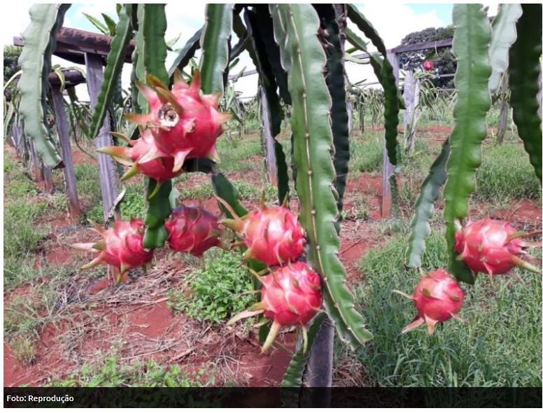 Colheita da pitaya inicia e Empaer destaca fruto como alternativa econômica para agricultura familiar