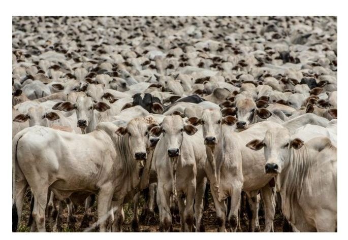 Bezerro sobe mais do que o boi gordo e aperta situação do pecuarista