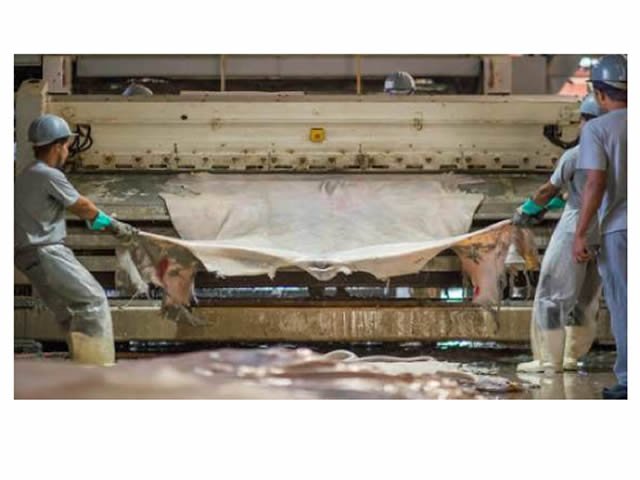 MT é o maior produtor de couro bovino do país, atividade que movimenta R$ 8 bilhões
