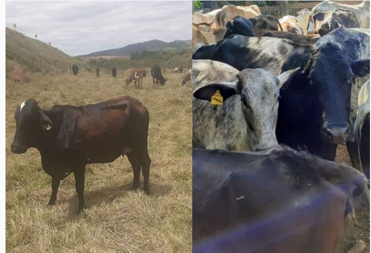 Grupo armado invade fazenda, amarra caseiro e rouba gado em Cotriguaçu
