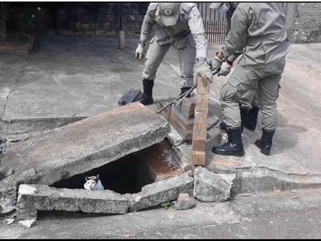 Bombeiros de Colíder resgatam gata e filhotes dentro de uma boca de lobo. (Vídeo)