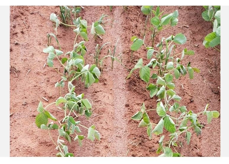 Produtores já estimam queda de até 30% na produção de soja devido ao 'veranico'