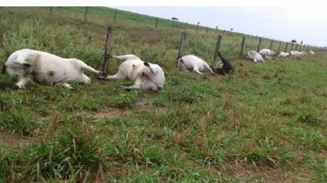 Proprietário perde várias cabeças de gado durante temporal em cidade de MT